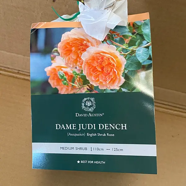 David Austin Rose Dame Judi Dench (pbr)