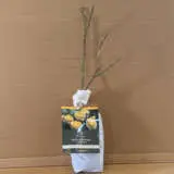 David Austin Rose The Poets Wife (pbr) David Austin Rose The Poets Wife (pbr)