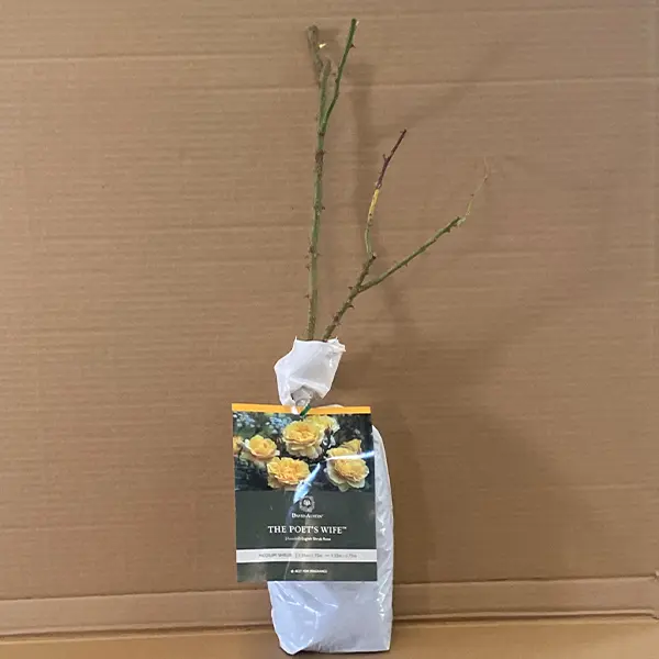 David Austin Rose The Poets Wife (pbr)