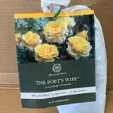 David Austin Rose The Poets Wife (pbr) David Austin Rose The Poets Wife (pbr)