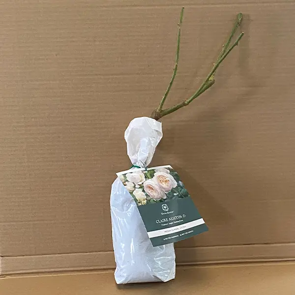 David Austin Rose Claire Austin (pbr)