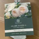 David Austin Rose Claire Austin (pbr) David Austin Rose Claire Austin (pbr)
