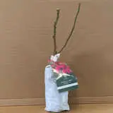 David Austin Rose James L Austin (pbr) David Austin Rose James L Austin (pbr)