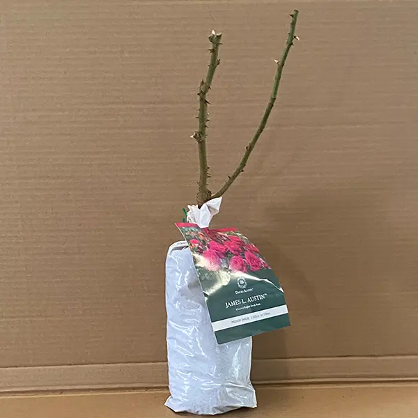 David Austin Rose James L Austin (pbr)