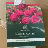 David Austin Rose James L Austin (pbr) David Austin Rose James L Austin (pbr)