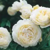 David Austin Windermere Rosdwin - Garden Express Australia