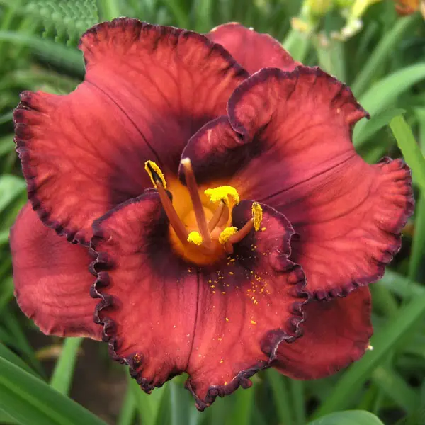 Daylily Berrylicious