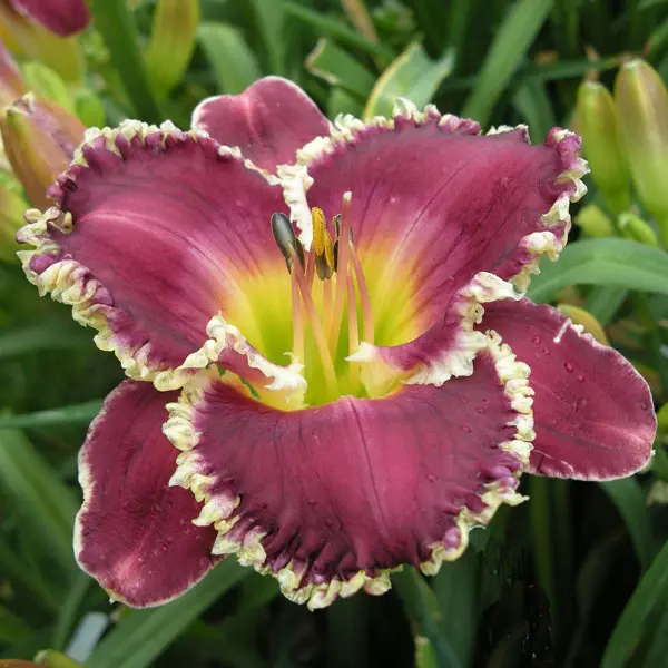 Daylily Bettylen