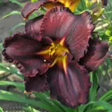 Daylily Black Stocking Pkdlibst - Garden Express Australia