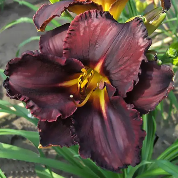 Daylily Black Stocking Daylily Black Stocking