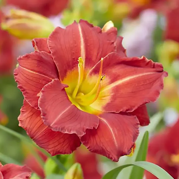 Daylily Booby Ruby