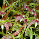 Dendrobium Hilda Poxon Measles P80dorhpm - Garden Express Australia