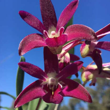 Dendrobium Tyabb Plum P80dortplu - Garden Express Australia