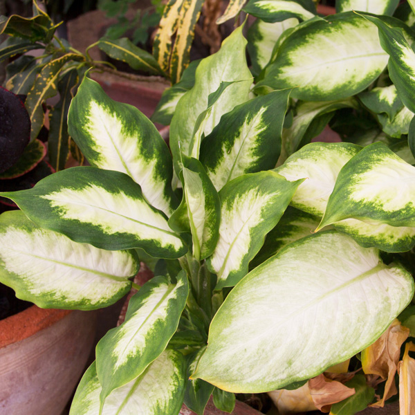 Dieffenbachia Mariana Garden Express
