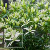 Double Lilium Must See Pklilmse - Garden Express Australia