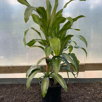 Draceana Happy Plant P20drahpl - Garden Express Australia
