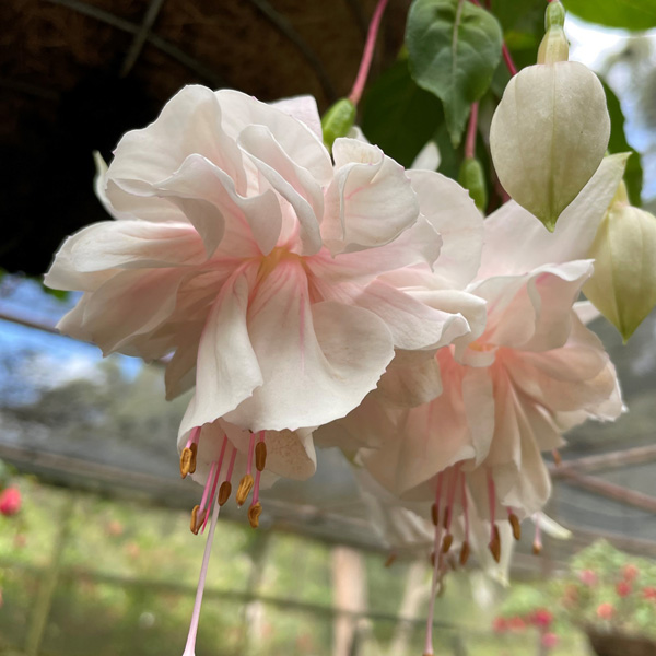 Fuchsia Pink Marshmallow Garden Express