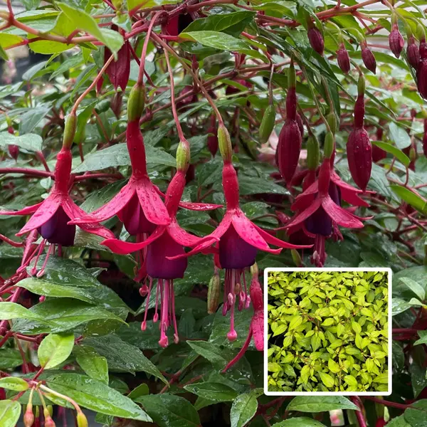 Fuchsia Single Basket Or Pots Collection 2