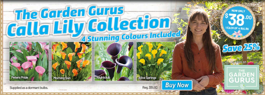 The Garden Gurus - Calla Lily Collection