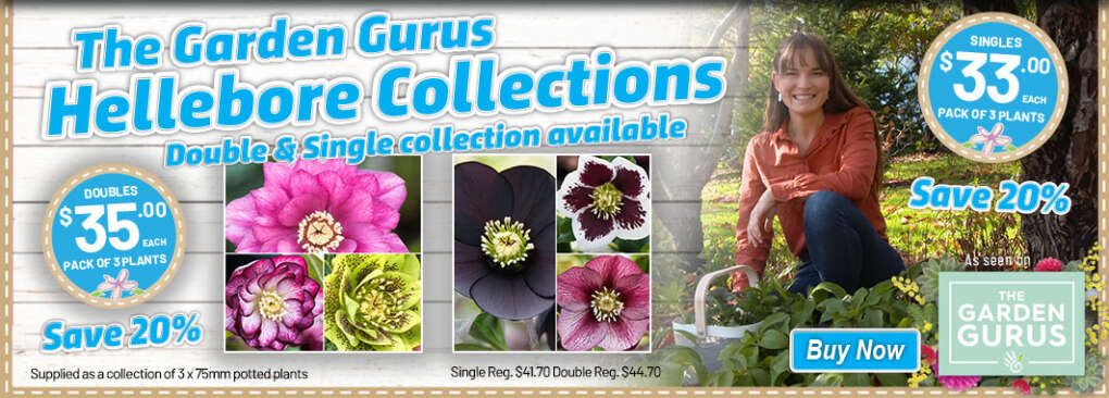 The Garden Gurus - Hellebore Collections