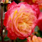 Garden Delight Rosfgde - Garden Express Australia