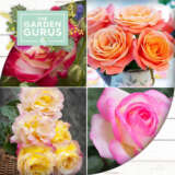 Gurus Roses