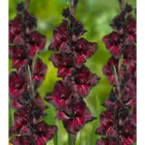 Gladioli Black Sea Pkglabse - Garden Express Australia