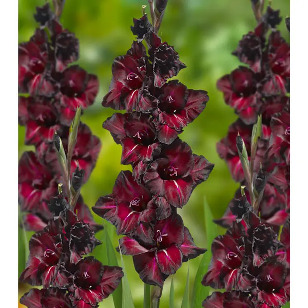 Gladioli Black Sea