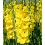 Gladioli Bra Val Pkglabva - Garden Express Australia