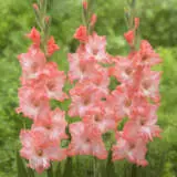 Gladioli Flevo Fusion Pkglaffu - Garden Express Australia