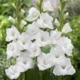 Gladioli Flevo Snow Pkglafsn - Garden Express Australia