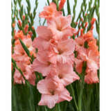 Gladioli Oasis