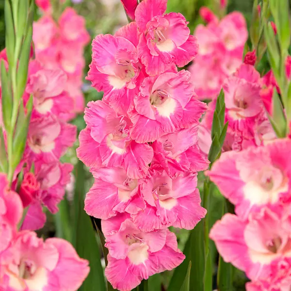 Gladioli Pink Parrot