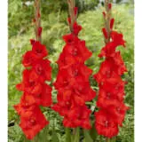 Gladioli Toscane Pkglatos - Garden Express Australia