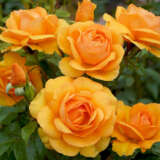 Rose Golden Beauty