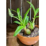 Green Squill Plagresqu 1 - Garden Express Australia