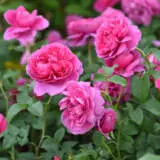 James L Austin Rosdjla - Garden Express Australia