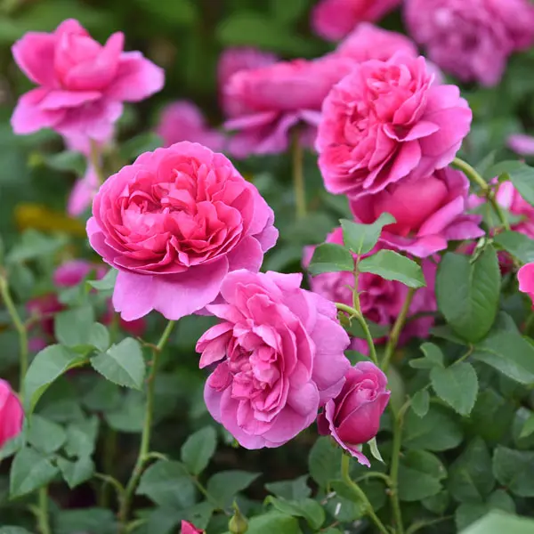 David Austin Rose James L Austin (pbr)