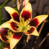 Lilium Easy Dance Pklileda - Garden Express Australia