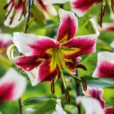 Lilium Leslie Woodriff 2024 Pklillwo - Garden Express Australia