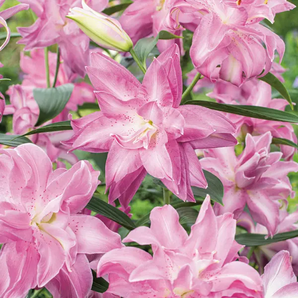 Lilium Double Oriental Lotus Dream