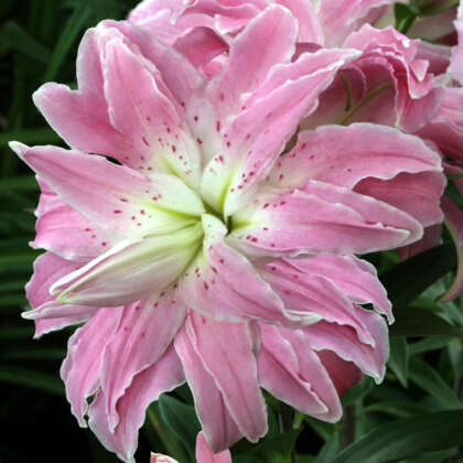 Lilium Lotus Elegance Pklillel - Garden Express Australia