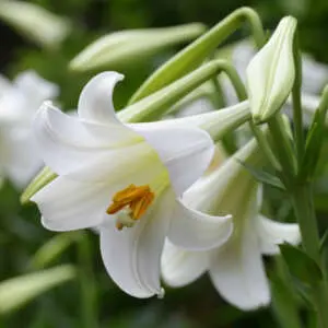 Lilium Vuvuzela