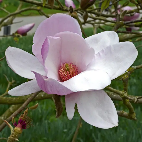 Magnolia Iolanthe