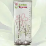 Magnolia Iolanthe Magnolia Iolanthe