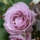 Novalis Rosfnov - Garden Express Australia