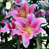 Oriental Pot Lilium Rapid Romance Pklilrpr - Garden Express Australia