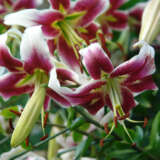 Oriental Trumpet Lilium Leslie Woodriff Pklillwo - Garden Express Australia