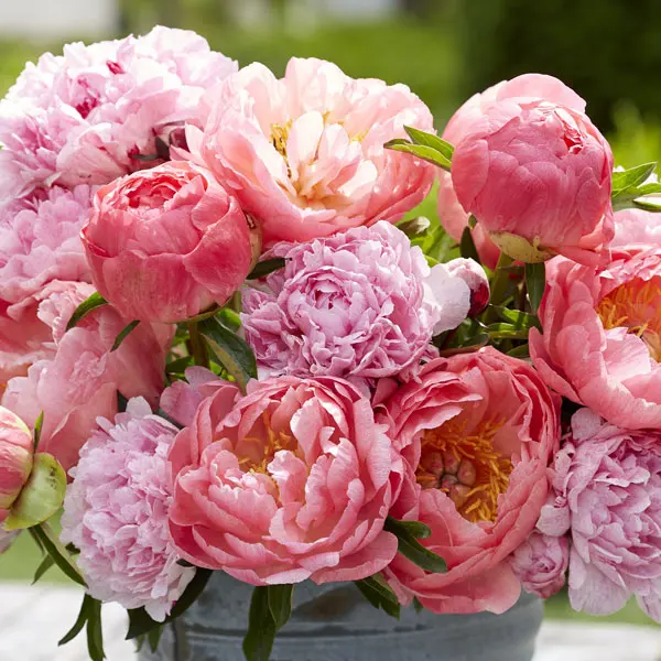 Peony Rose Coral Mixed