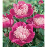 Peony Rose Gay Paree Pkprogpa - Garden Express Australia